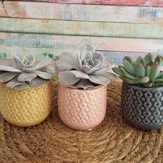 Three Succulents